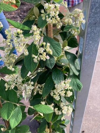 Cotoneaster lacteus 60-80 cm cont. 3,0L - afbeelding 3