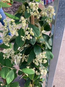 Cotoneaster lacteus 60-80 cm cont. 3,0L - afbeelding 3