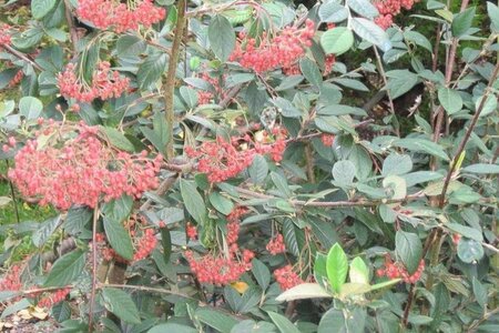 Cotoneaster lacteus 60-80 cm cont. 3,0L - afbeelding 1