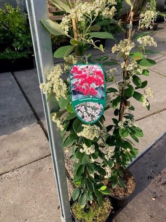 Cotoneaster lacteus 60-80 cm cont. 3,0L - afbeelding 4