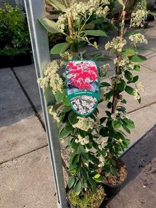 Cotoneaster lacteus 60-80 cm cont. 3,0L - afbeelding 4