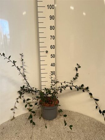 Cotoneaster lacteus 60-80 cm cont. 5,0L