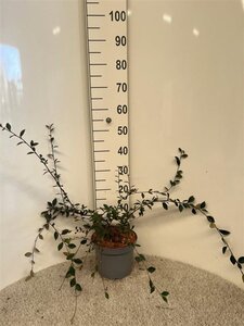 Cotoneaster lacteus 60-80 cm cont. 5,0L