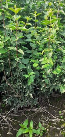 Cornus mas 125-150 cm met kluit struik - afbeelding 2