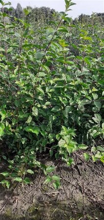 Cornus mas 125-150 cm met kluit struik - afbeelding 17