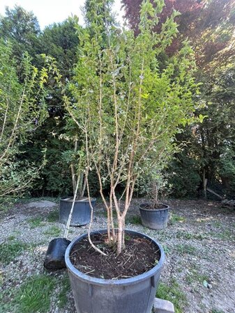 Cornus mas 300-350 cm container meerstammig - afbeelding 1