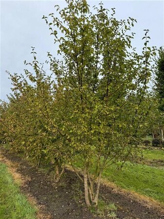Cornus mas 300-350 cm container meerstammig - afbeelding 2