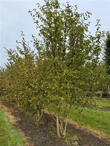 Cornus mas 300-350 cm container meerstammig - afbeelding 2