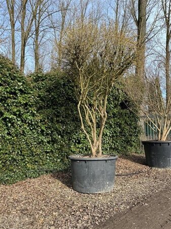 Cornus mas 300-350 cm container meerstammig - afbeelding 3