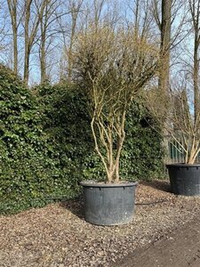 Cornus mas 300-350 cm container meerstammig - afbeelding 3