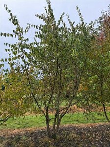 Cornus mas 300-350 cm container meerstammig - afbeelding 3