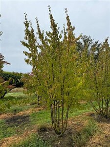 Cornus mas 300-350 cm container meerstammig - afbeelding 4