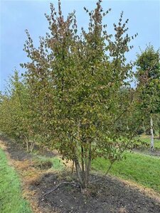 Cornus mas 300-350 cm container meerstammig - afbeelding 5