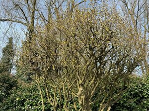 Cornus mas 300-350 cm container multi-stem