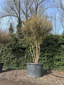 Cornus mas 300-350 cm container multi-stem - image 2