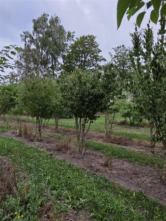 Cornus mas 350-400 cm draadkluit meerstammig - afbeelding 3