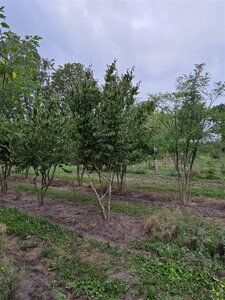 Cornus mas 350-400 cm draadkluit meerstammig - afbeelding 4