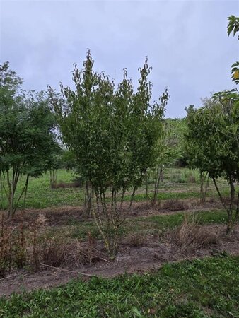 Cornus mas 350-400 cm draadkluit meerstammig - afbeelding 5