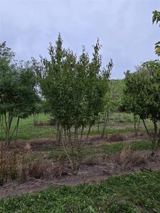 Cornus mas 350-400 cm draadkluit meerstammig - afbeelding 5