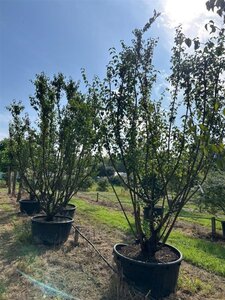 Cornus mas 350-400 cm WRB multi-stem