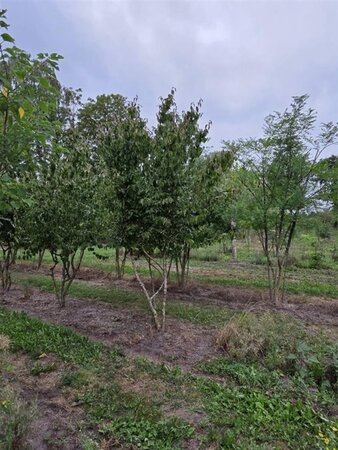 Cornus mas 350-400 cm WRB multi-stem - image 4