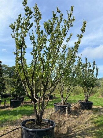 Cornus mas 350-400 cm WRB multi-stem - image 2