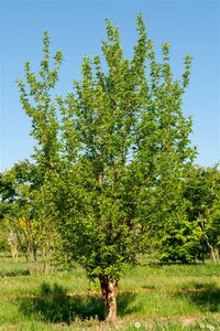 Cornus mas 50-60 cm cont. 3,0L - afbeelding 6