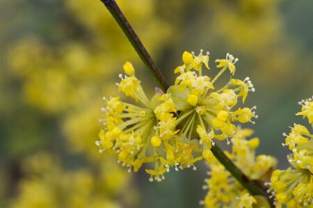 Cornus mas 50-80 cm wortelgoed struik - afbeelding 11