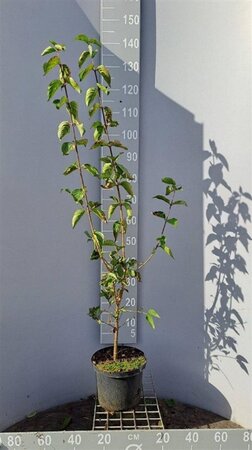 Cornus mas 60-80 cm cont. 5,0L - afbeelding 1