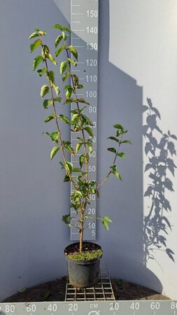 Cornus mas 60-80 cm cont. 5,0L - afbeelding 2