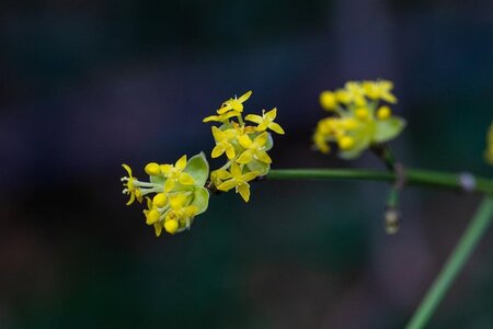 Cornus mas 6-8 cm met kluit geveerd - afbeelding 2