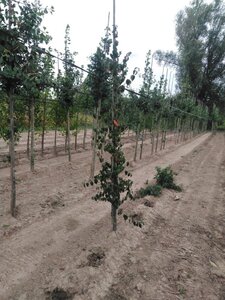 Cornus mas 6-8 cm met kluit geveerd - afbeelding 5