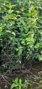 Cornus mas 80-100 cm met kluit struik - afbeelding 2