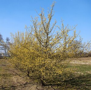 Cornus mas 80-100 cm wortelgoed 3-5 tak struik - afbeelding 10