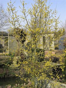 Cornus mas 8-10 Hoogstam cont. 50L