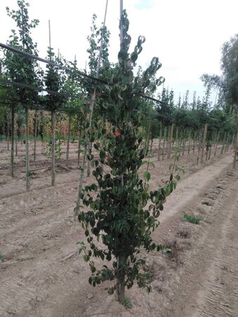 Cornus mas 8-10 cm met kluit geveerd - afbeelding 5