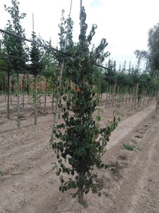 Cornus mas 8-10 cm met kluit geveerd - afbeelding 5