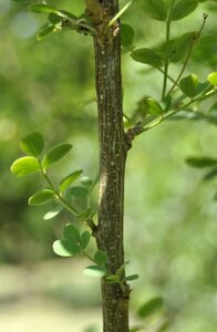 Colutea media 'Copper Beauty' 60-100 cm wortelgoed struik