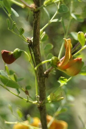 Colutea media 'Copper Beauty' 60-100 cm wortelgoed struik - afbeelding 2