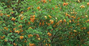 Colutea media 'Copper Beauty' 60-100 cm wortelgoed struik - afbeelding 4