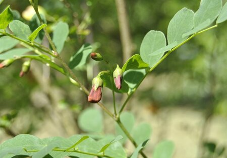 Colutea media 'Copper Beauty' 60-100 cm wortelgoed struik - afbeelding 5