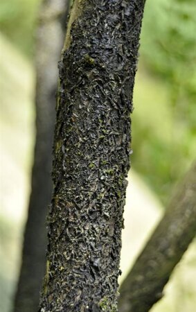 Colutea media 'Copper Beauty' 60-100 cm wortelgoed struik - afbeelding 7