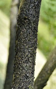 Colutea media 'Copper Beauty' 60-100 cm wortelgoed struik - afbeelding 7