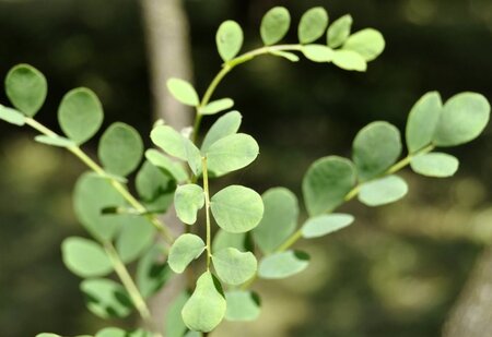 Colutea media 'Copper Beauty' 60-100 cm wortelgoed struik - afbeelding 8