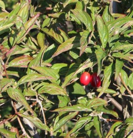 Cornus mas 'Kasanlak' 60-80 cm cont. 5,0L