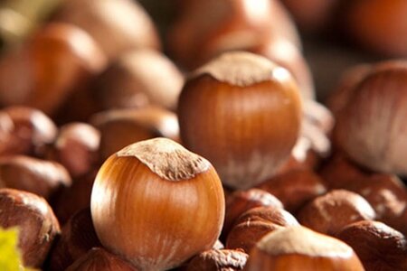 Corylus m. 'Purpurea' 100-125 cm wortelgoed 3 tak struik - afbeelding 3