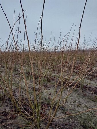 Corylus m. 'Purpurea' 125-150 cm met kluit struik - afbeelding 13