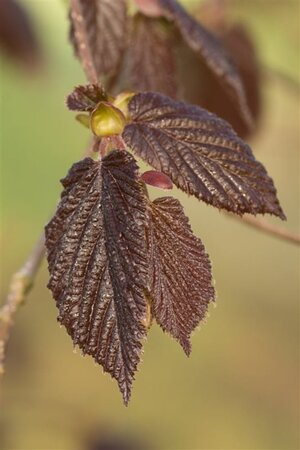 Corylus m. 'Purpurea' 150-175 cm met kluit struik - afbeelding 2