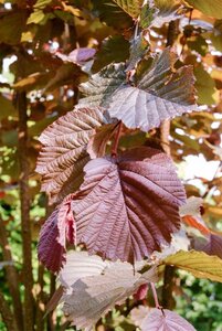 Corylus m. 'Purpurea' 175-200 cm met kluit struik - afbeelding 10