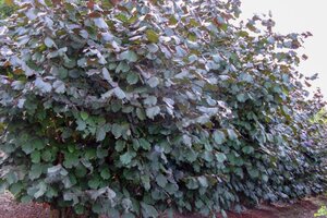 Corylus m. 'Purpurea' 175-200 cm met kluit struik - afbeelding 8